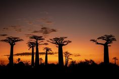 silhouettes of trees against an orange sky at sunset