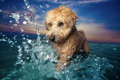 a brown dog standing on top of a body of water next to an ocean filled with waves