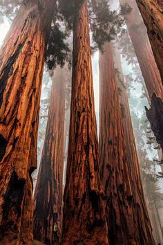 tall trees in the forest on a foggy day