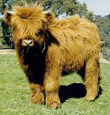 a shaggy brown animal standing on top of a lush green field with trees in the background