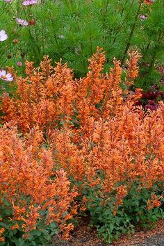 an orange flower bush in the middle of a garden with purple flowers and green foliage