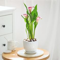 a potted plant sitting on top of a wooden table next to a white cup