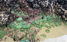 green algae and other marine life growing on the rocks at the beach in front of an ocean wall