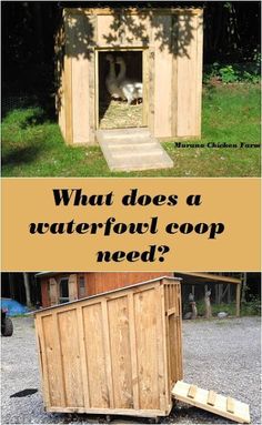 what does a waterfood coop need? and an image of a dog in the door