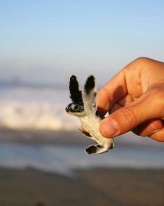 a hand holding a baby turtle on the beach