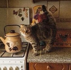 a cat standing on top of a kitchen counter next to a tea pot and stove