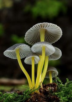 three white mushrooms are growing out of the mossy ground in front of some trees