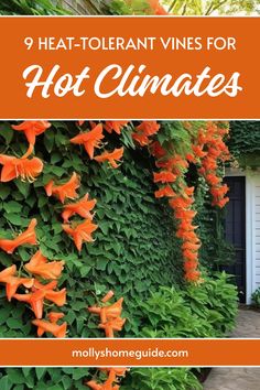 orange flowers growing on the side of a house with text overlay that reads 9 heat - toerant vines for hot climates