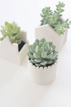 three succulents are in white pots on a table