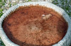 a close up of a tree stump in a bowl on the ground with grass behind it