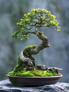 a bonsai tree sitting on top of a rock covered in green mossy plants