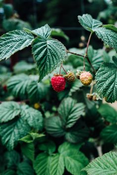 the berries are ripe and ready to be picked