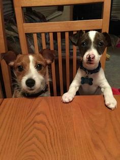 two dogs sitting at a wooden table with their paws on the chair's back