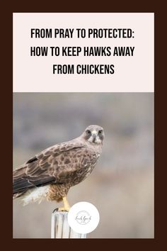 Learn how to deter hawks from your chickens. Use these tips to protect your backyard chickens from hawks and other birds of prey. Chicken Owner, Homesteading Ideas, Chicken Farming, Backyard Chicken Farming, Black Chickens, Laying Hens, Homesteading Skills, Free Range Chickens, Planting Shrubs