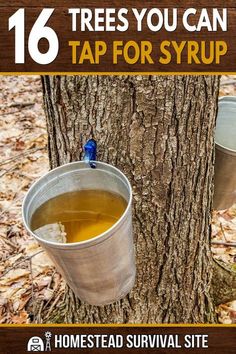 two buckets filled with liquid sitting on top of a tree next to a sign that says 16 trees you can tap for syrup