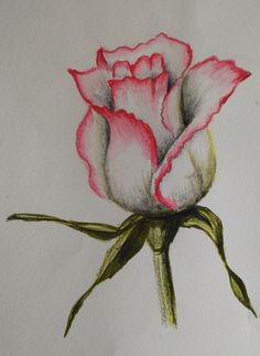 a drawing of a pink rose on white paper