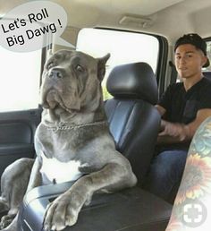 a man sitting in the back seat of a car with his dog