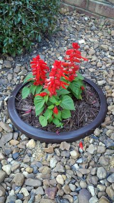 some red flowers are in a black flower pot on the ground near rocks and gravel