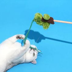 Bonsai & Cherry Blossom Cat Toys