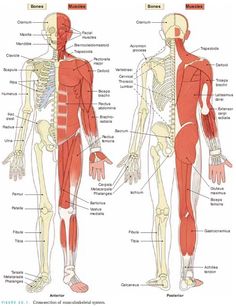 the muscles are labeled in this diagram