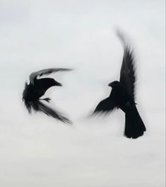 two black birds are flying in the sky