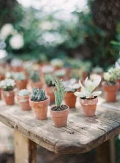 small cactuses are lined up on a wooden table in front of some other succulents