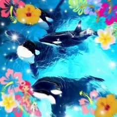 two orca's swimming in the water surrounded by flowers