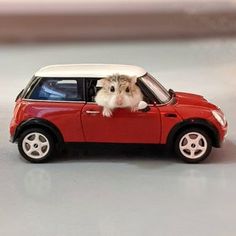 a small toy car with a dog sticking its head out the window