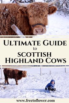 the ultimate guide to scottish highland cows in winter with text overlay that says ultimate guide to scottish highland cows