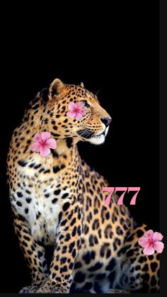 a leopard with pink flowers in its mouth sitting on a black background and the words 777 written below it