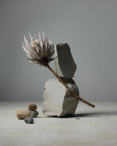 a rock with a plant growing out of it next to some rocks and a stick