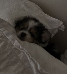 a small dog is curled up in the bed with his head tucked under the covers