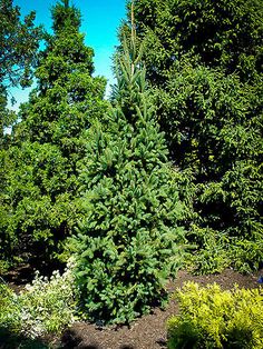 a very tall green tree in the middle of some bushes