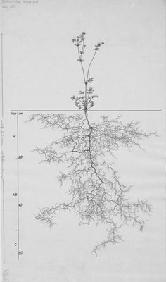 an image of a tree that is in the middle of a graph paper with lines on it