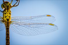 a yellow dragon flys through the blue sky