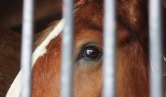 a brown and white horse is looking through the bars