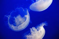 three jellyfish swimming in the blue water