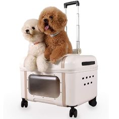 two poodles sitting on top of a suitcase with wheels and handlebars