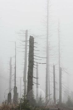 a forest filled with lots of tall trees covered in fog and smoggy weather