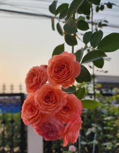 three pink roses are hanging from a plant in a garden with other plants behind them