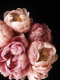 three pink flowers are in the middle of a black background with one large flower on it's center