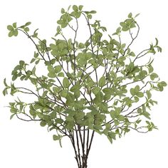 a tree with green leaves in a vase