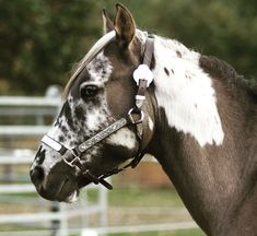 a brown and white horse wearing a bridle