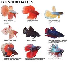 the different types of betta fish are shown in this poster, which shows their colors and sizes