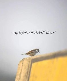 a small bird sitting on top of a wooden bench next to a quote written in arabic