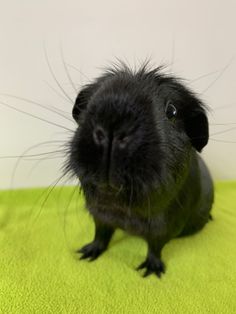 a small black animal sitting on top of a green blanket