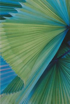 a close up view of the underside of a green and blue fan like object with long thin lines