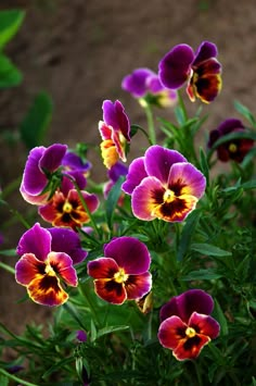 purple and yellow flowers with green leaves in the foreground, on dirt ground behind them