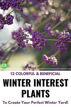 purple flowers with text that reads, 12 colorful and beneficial winter interest plants to create your perfect winter yard