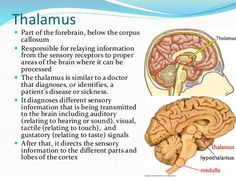 the human brain and its structures